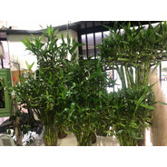 Lucky Bamboo 40cm